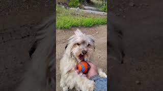Chewy fetch 10 #shorts #doglife  #fetching #Chewy Fetch