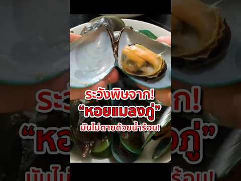 ระวังพิษจาก หอยแมลงภู่ มันไม่ตายด้วยน้ำร้อน! #หอยแมลงภู่ #mussels #พิษหอยแมลงภู่ #animals