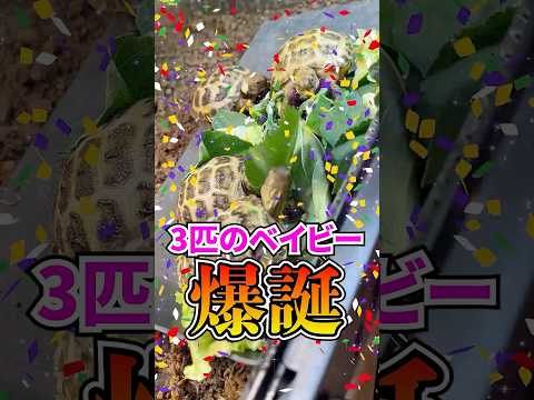 実はリクガメの赤ちゃんが大爆誕していました！！