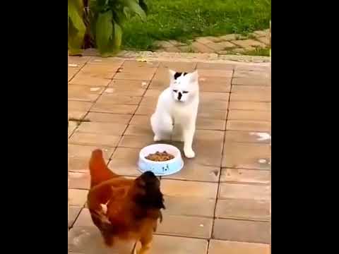 Cute and funny animals video compilation ??? part-71 #cute #cat #cats #shorts