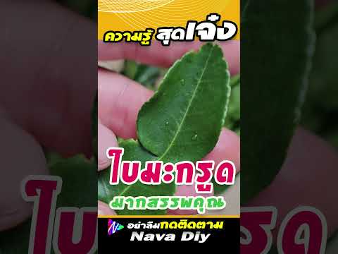ใบมะกรูด รู้แล้วอยากกินทุกวัน | Nava DIY
