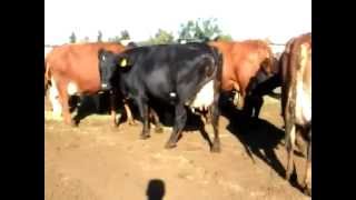 First lactation ProCross (Montbeliarde X Viking Red X Holstein) heifers Part 1