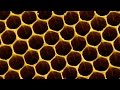 Mathematics and Physics in Honeycomb Construction