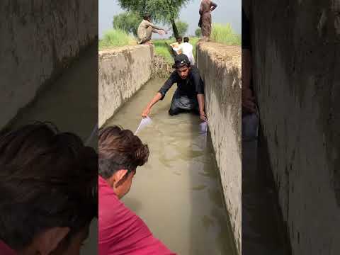 #fishing #shortvideo 🐬🐟