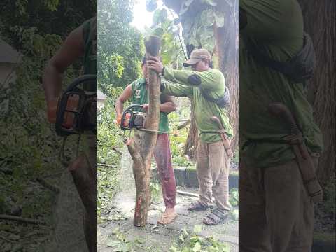 technique Woodworking project tree cutting skills #shortvideo #chainsaw