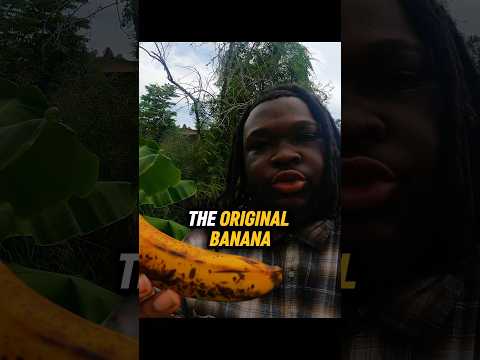 The Original Banana 🍌