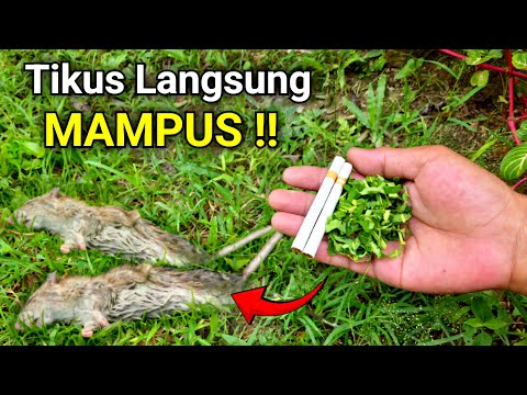 Cukup pakai Bahan ini, RUMAH BEBAS TIKUS selamanya‼️