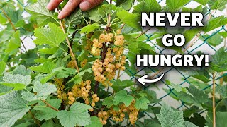 My Clever Trick to Harvest Fresh Fruit for 8 Months Straight!