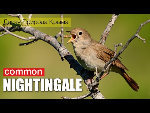 Singing birds. Common Nightingale.  Luscinia megarhynchos