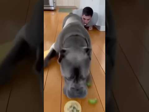 Dog or VACUUM CLEANER? ๐จ๐ถ