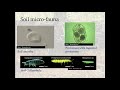 Soil Organisms and Ecosystem Dynamics