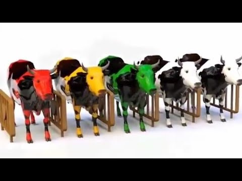 Sapi Lucu Warna Warni | Murottal Anak