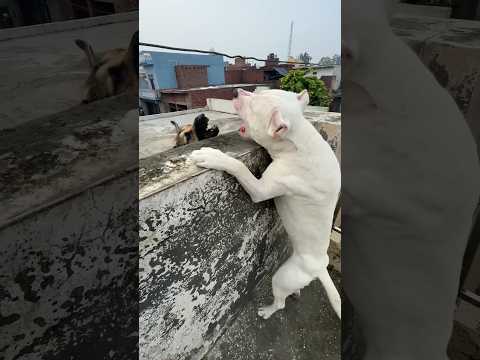 Dogo Argentino🔥vs🔥German Shepherd #dogs #viral #doglover #pets #shorts #renjo #dogoargentino