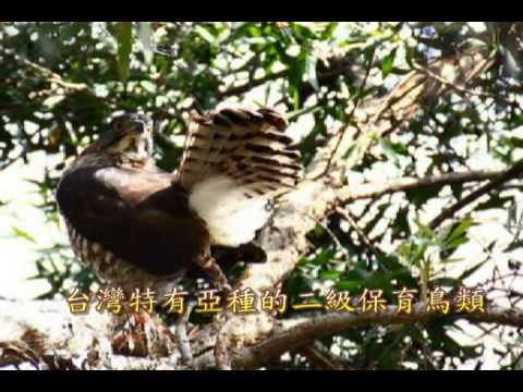 鳳頭蒼鷹-國語 - YouTube