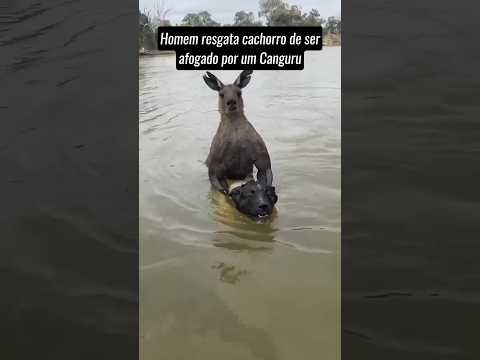 ESSE CARA SALVOU SEU DOGUINHO DE UM CANGURU #shorts