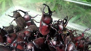 カブトムシの獲り方講座。カブトムシなんていくらでも簡単に獲れる