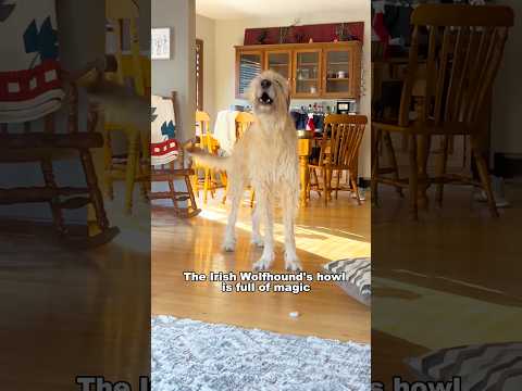 Irish wolfhounds are really big😂#funny #dog #foryou #dogvideo