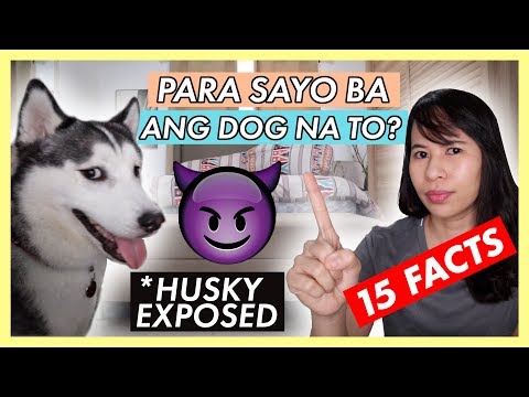 MGA DAPAT MONG MALAMAN BAGO MAG-ALAGA NG HUSKY DOG (PHILIPPINES)