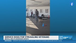 Training service dogs for veterans in Northeast Ohio: Dog Training Elite Greater Cleveland