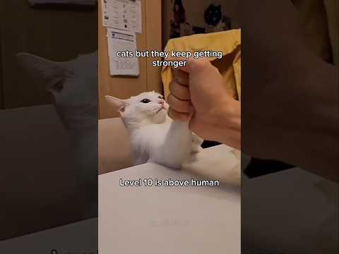 cats getting stronger ๐ช #cat