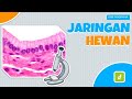 Kuis Jaringan Hewan