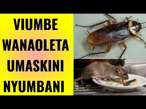 WADUDU WANAOLETA UMASKINI NYUMBANI, KUWA MAKINI