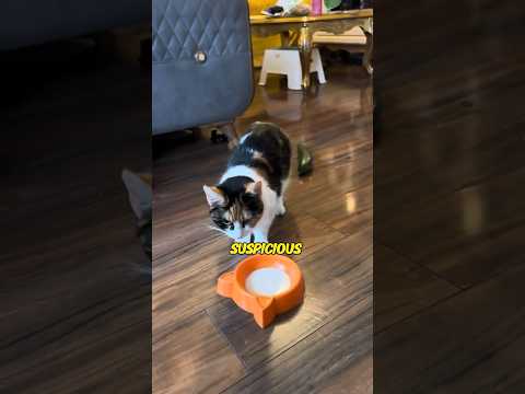 Cats Vs Snake