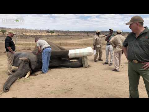 Elephant Bull Fishan - A Brave Elephant who Survived a Fractured Leg