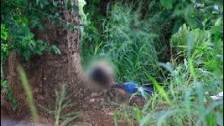 MATOU O PRÓPRIO IRMÃO COM UM TIRO DE ESPINGARDA NO PEITO.