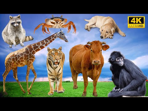 Amazing Animal Sounds: Monkey, Chimpanzee, Dog, Giraffe, Tiger, Cow, Crab - Animal videos