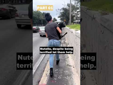 Angels save abandoned dog found tied up on the fringe expressway