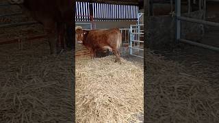 She's ready to calve