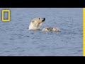 Polar Bears and Their Environment