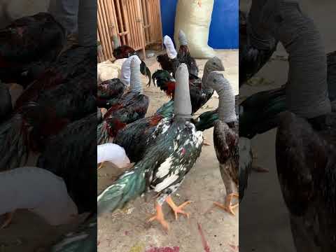 Mới về lô hàng không biết có nên cơm cháo gì không