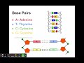 Exploring DNA Structure and Replication