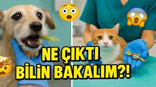 Böyle birşey yok😱 KISIRLAŞTILMAYAN kedinin başına neler geldi 🤷‍♀️😱