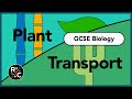 Plant Transpiration and Transport Processes