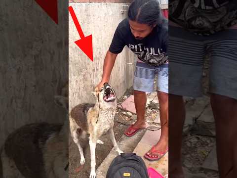 Rescue dog befor after #rescuedog #shorts
