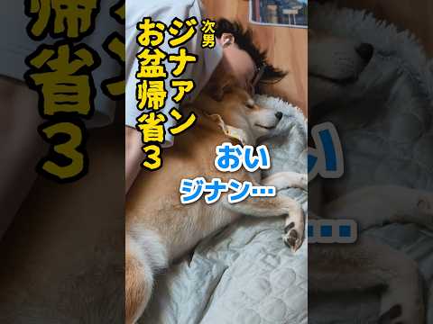 続続・次男お盆帰省パニック #柴犬スティーブ #コーギー