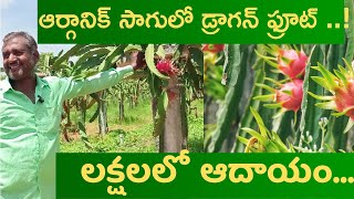 ఆర్గానిక్ సాగులో డ్రాగన్ ఫ్రూట్ - లక్ష ల్లో ఆదాయం || Dragon Fruit Cultivation || Rythu Badi