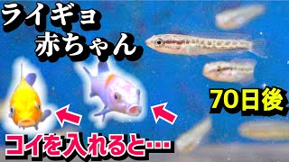 ライギョの稚魚を育てて70日後。変異個体を発見！