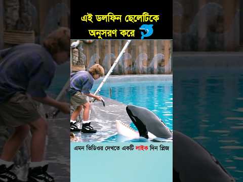 এই ডলফিন ছেলেটিকে অনুসরণ করে #shorts #shortsvideo