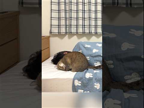 妹が少し起きただけで大喜びする猫！　#ポムしま