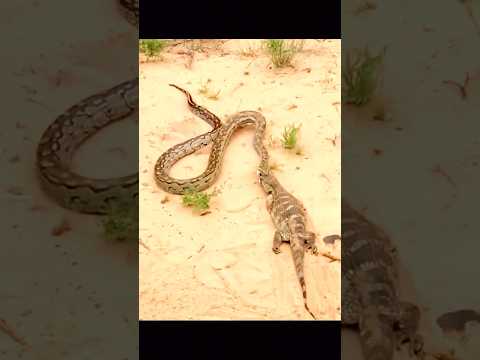 lizard vs snake | snake catch lizard #animals #shorts #viral