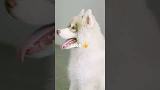 Your doggie if you.. #shorts #dog #aestheic #trend