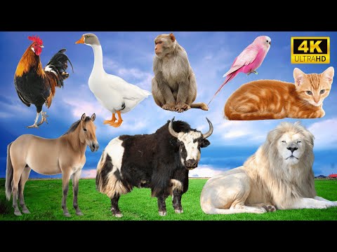 Wild & Farm Animals in Harmony: Chicken, Goose, Monkey, Cat, Horse, Cow, Lion - Animal Sounds