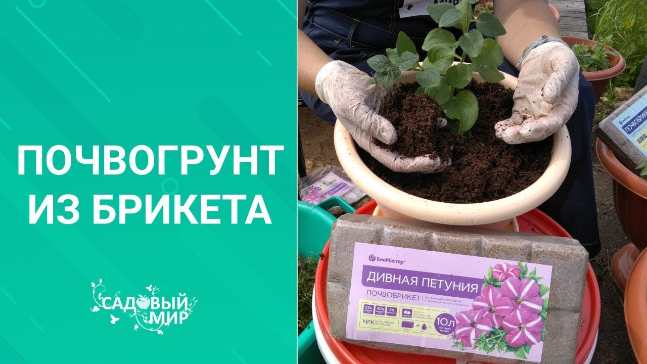 Посадка цветов в уличные вазоны, сезон 2020. Для красивого сада