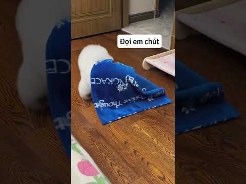 Chú chó dễ thương và sợ bống tối đòi ngủ với con sen