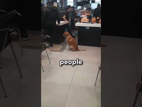 That man is so kind for adopting that dog ?❤️ #shorts