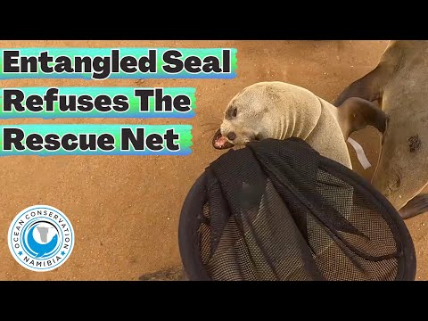 Entangled Seal Refuses The Rescue Net